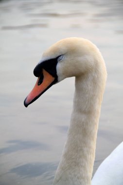 Bir kuğu portresi. Gölde güzel beyaz bir kuğu. Bahar günü suda kuğu..