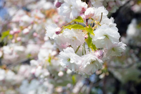 Hermosa Flor Cerca Arriba Cerezo Florecimiento Primavera Flores Blancas Cerezo — Foto de Stock