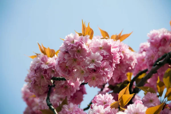 樱桃树在春天开花 美丽的粉红花朵特写 樱桃树在蓝天上开花作为背景 蓝天背景下的粉红花朵 — 图库照片