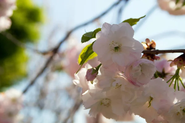 Witte Bloemen Van Kersenboom Bloesem Het Voorjaar Mooie Roze Bloem — Stockfoto