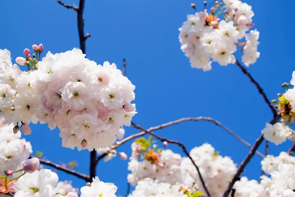 Árvore Cereja Floresce Céu Azul Como Fundo Árvores Floridas Primavera — Fotografia de Stock