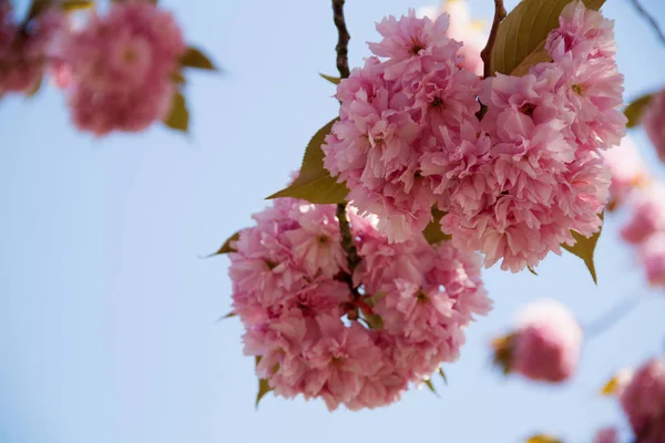 Mooie Roze Bloem Close Kersenboom Bloesem Blauwe Hemel Als Achtergrond — Stockfoto