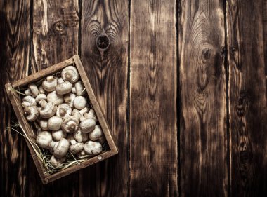 Taze mantar ahşap kutu. 