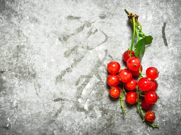 Branch of red currants. On stone background. — Stock Photo, Image