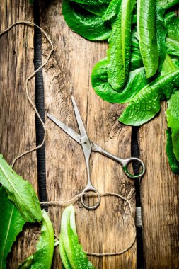 Eski makas ile taze yeşillik.