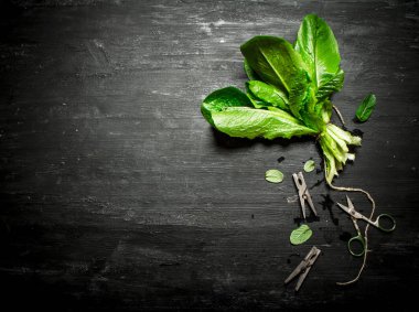 Demet taze kuzukulağı clothespins ile.