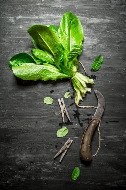 Demet taze kuzukulağı clothespins ile.