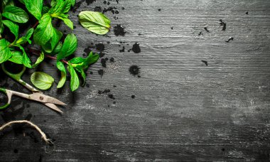 Demet taze nane makas ile kesme.