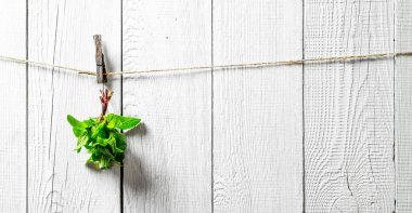 Bir ipte asılı nane demet.