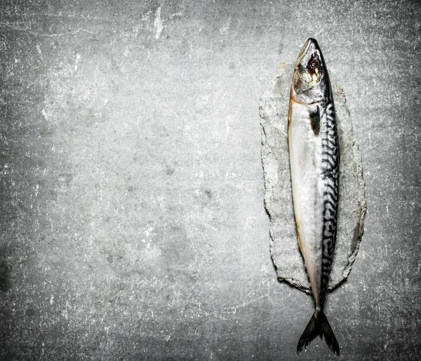 생선 고등어 — 스톡 사진