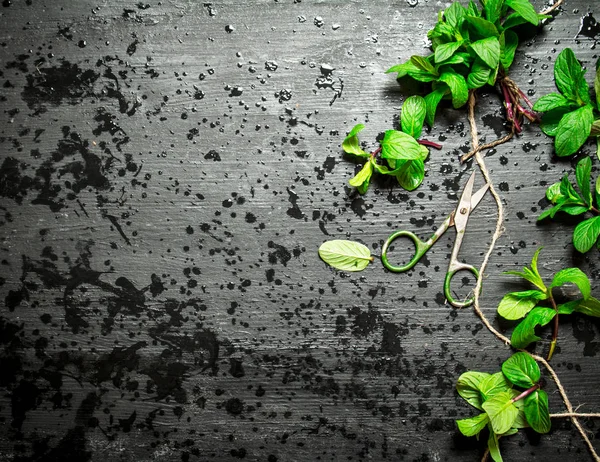 Manojos de menta fresca con tijeras . — Foto de Stock