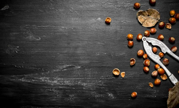 Fındıkkıran fındık ve kurutulmuş yaprakları ile.