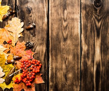 Sonbahar stil. Çam kozalakları ve Rowan akçaağaç yaprakları.