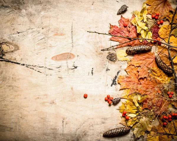 秋スタイル。松ぼっくりとナナカマドの紅葉. — ストック写真