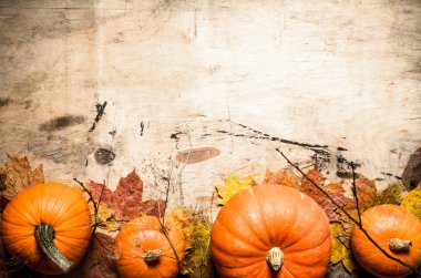 Sonbaharda hasat. Yaprakları ve dalları ile taze kabak.