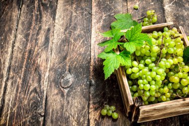 Bir kutu içinde Yeşil üzüm.