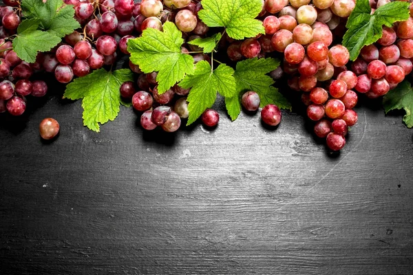 Uvas rojas con hojas . — Foto de Stock