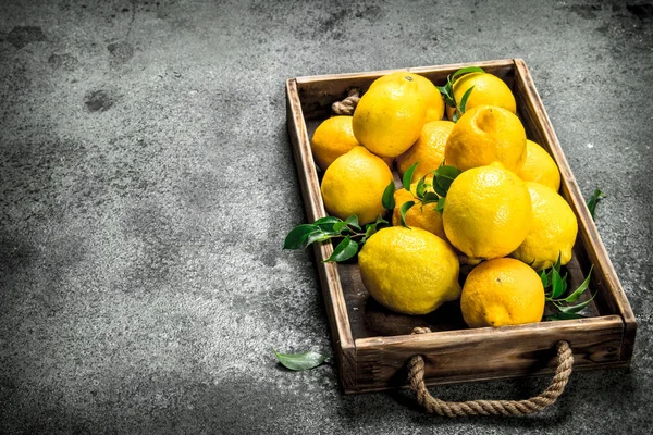 Čerstvé citrony na podnose. — Stock fotografie