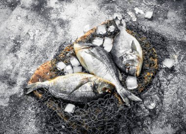 Buz küpleri ile taze Dorado balık.