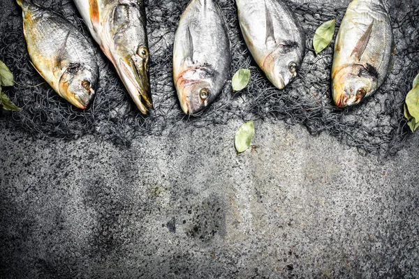 Friss hal, a dorado és a csuka és egy halászháló. — Stock Fotó