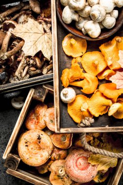 Bir kutularındaki farklı mantar.