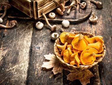 Taze mantar, bal agarics ve chanterelles.