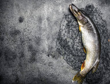 Balık ağı ile taze pike.