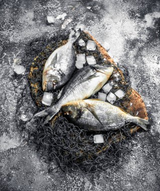 Buz küpleri ile taze Dorado balık.