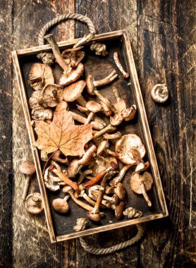 Taze mantar agaric eski bir kutu içinde tatlım.