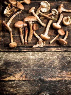 Taze bal agarics.