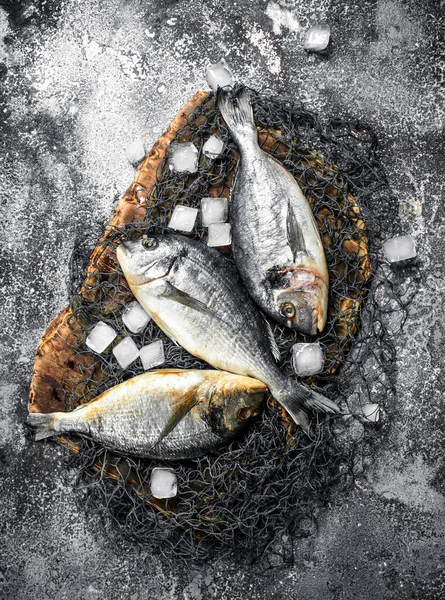 Buz küpleri ile taze Dorado balık.