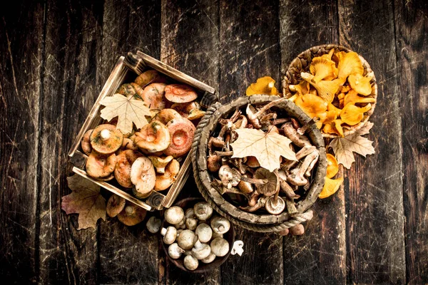 Variety of autumn mushrooms. — Stock Photo, Image