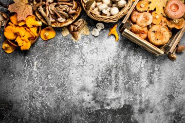 Bir kutularındaki farklı mantar.