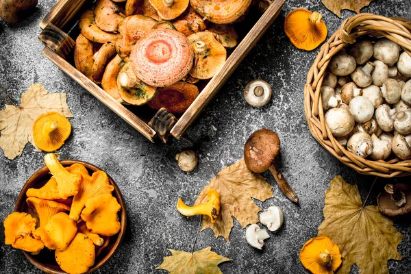 Different mushrooms in a boxes.