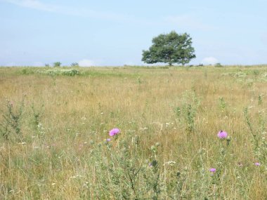 Büyük çayırlar ağaç