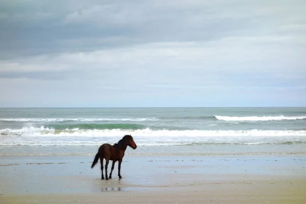 One wild horse — Stock Photo, Image