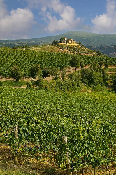Toskánsko Itálie vinice — Stock fotografie