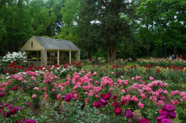 Rose Garden, Raleigh NC 'de popüler bir park. Rengarenk çiçekleriyle tanınıyor. 