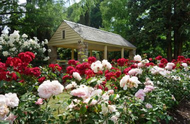 Rose Garden, Raleigh NC 'de popüler bir park. Rengarenk çiçekleriyle tanınıyor. 