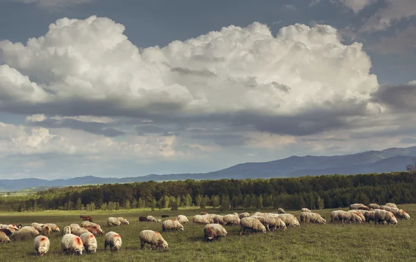 G razing koyun sürüsü — Stok fotoğraf