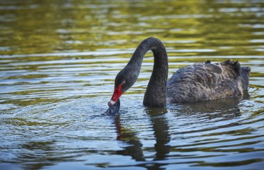 Siyah Kuğu plastik atık yeme