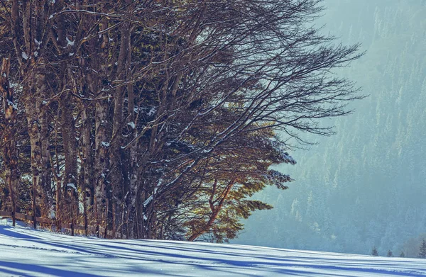Krawędzi lasu i śnieg — Zdjęcie stockowe