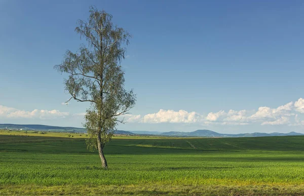 Osamělý strom na poli Zelená pšenice — Stock fotografie