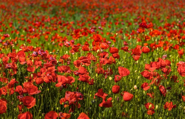 Corn poppy field — Stock Photo, Image