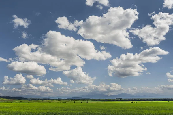 Venkovská krajina s poli obrovská zelená pšenice — Stock fotografie