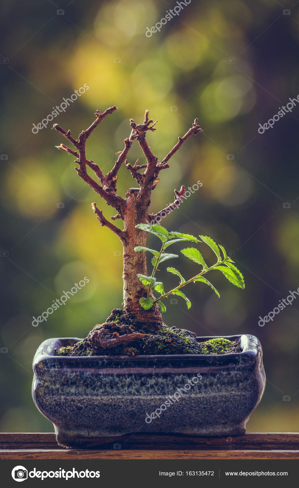Dry bonsai tree with fresh green sprigs Stock Photo by ©Photosebia