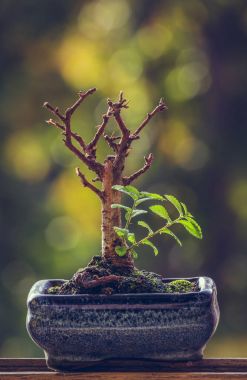 Taze yeşil dal kuru bonsai ağacıyla