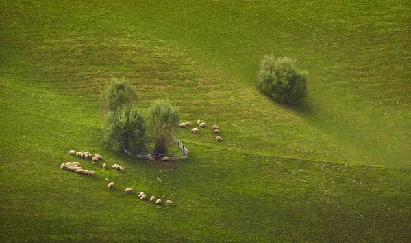 Flock betande får — Stockfoto