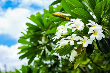İyi bir gün, güzel Plumeria (Frangipani, tapınak ya da mezarlık ağacı adı) çiçek ağaç arka plan veya doku - renkli kavramı için bahçede çiçek açması.