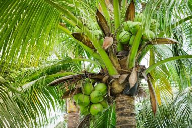 Yeşil Hindistan cevizi ağacı arka plan veya doku.